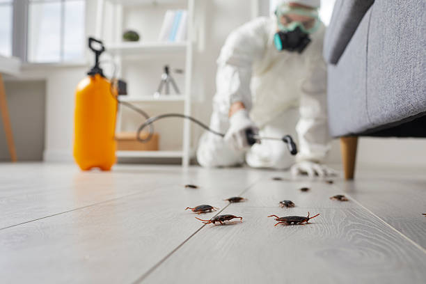 Affordable Termite Control solutions in Ashland, VA